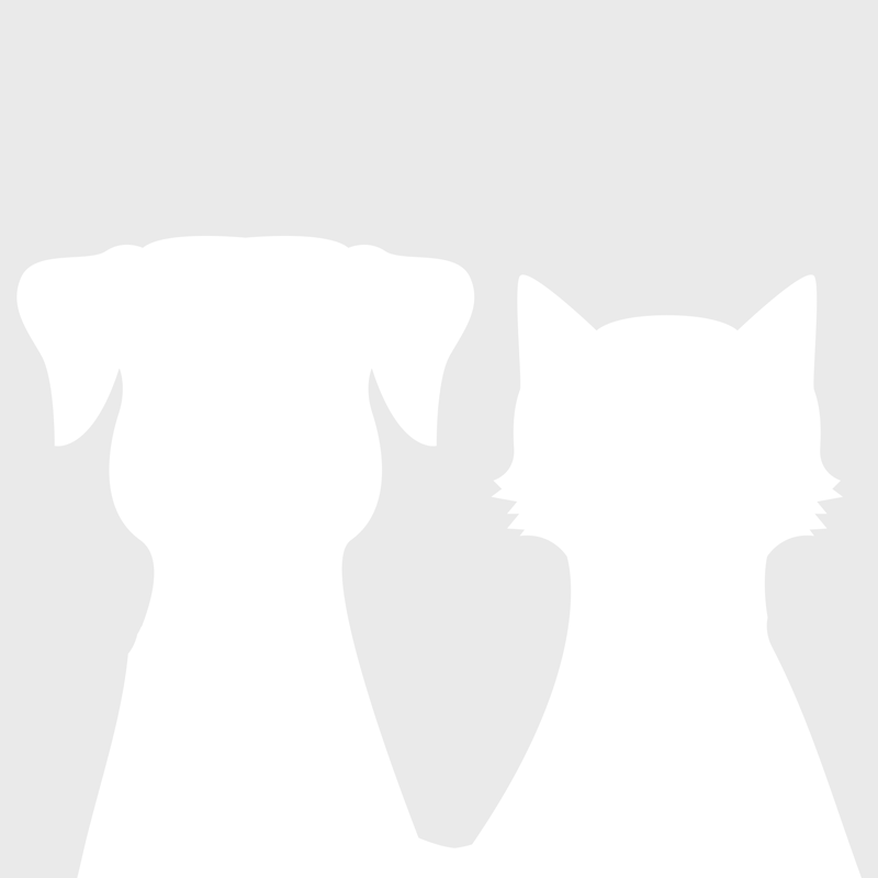 Allergie au chat: quand les ronrons font éternuer
