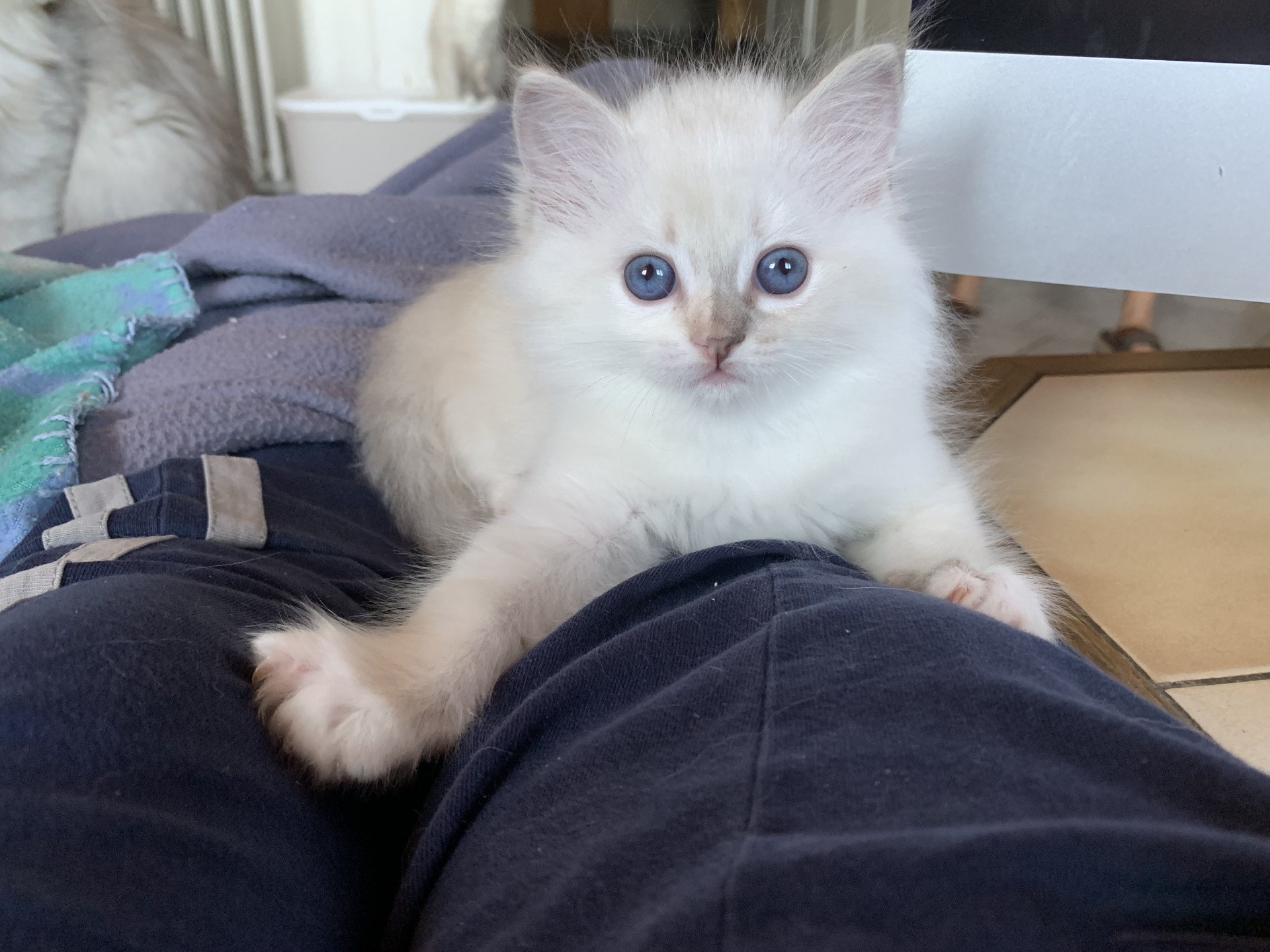Portee Oxalys Aux Joyaux Bleus Ragdoll Blue Tortie Tabby Point Mitted