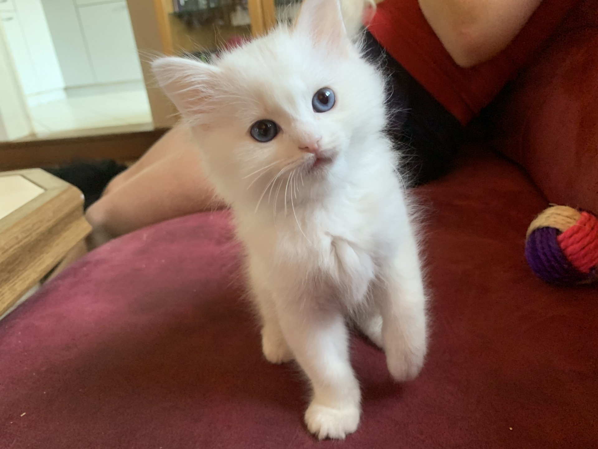 Portee Oxalys Aux Joyaux Bleus Ragdoll Blue Tortie Tabby Point Mitted