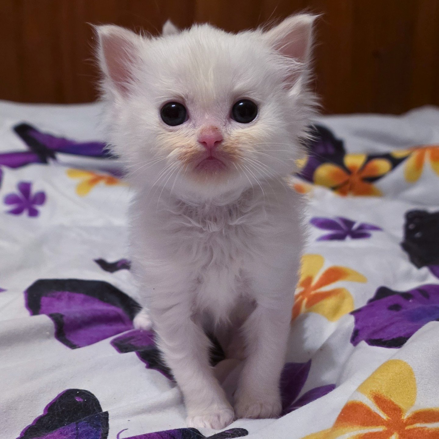CH*Trycoline’s Apple Peach - Chat Ragdoll Suisse | Trycoline’s