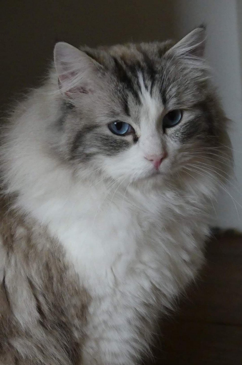 Nanook Des Grives Au Loup Chat Ragdoll Suisse Trycoline S