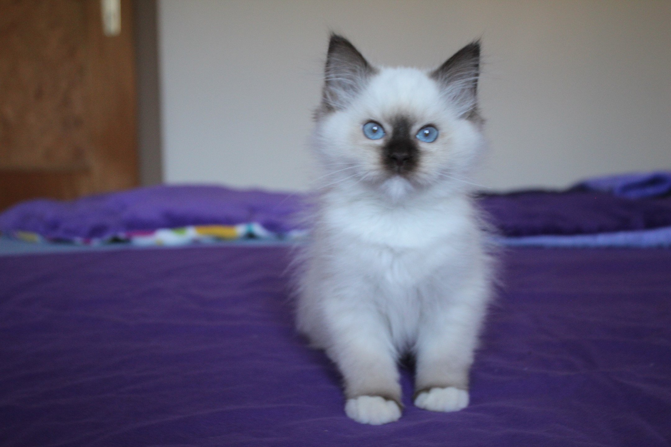 Trycoline’s Unreal Hayley Shampoo Chaton Ragdoll Suisse