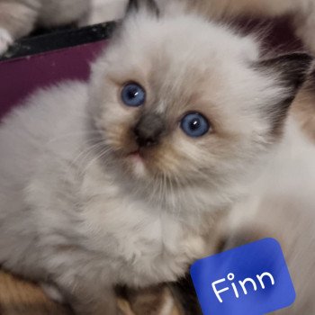 chaton Ragdoll Trycoline’s chaton Ragdoll Trycoline’s