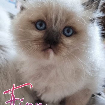 chaton Ragdoll Trycoline’s chaton Ragdoll Trycoline’s