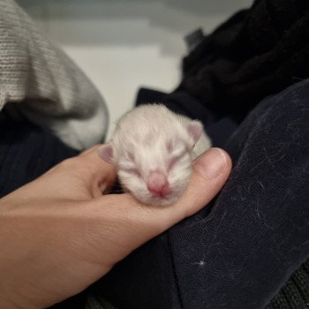 chaton Ragdoll black Trycoline’s