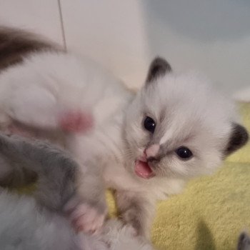 chaton Ragdoll black Trycoline’s