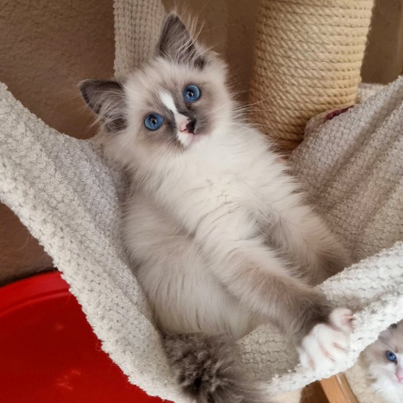 Trycoline’s The Witcher Griffin de Témérie Socrate Mâle Ragdoll Trycoline’s The Witcher Griffin de Témérie Socrate Mâle Ragdoll