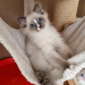 chaton Ragdoll seal point mitted The Witcher Griffin de Témérie Socrate Trycoline’s