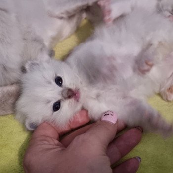 chaton Ragdoll blue tabby point mitted The Witcher Cirilla Fiona Elen Riannon Trycoline’s