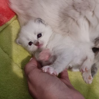 chaton Ragdoll blue tabby point mitted The Witcher Cirilla Fiona Elen Riannon Trycoline’s