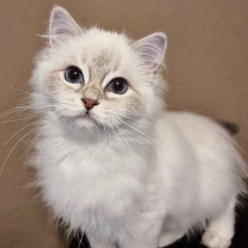 chaton Ragdoll blue tabby point mitted The Witcher Cirilla Fiona Elen Riannon Trycoline’s