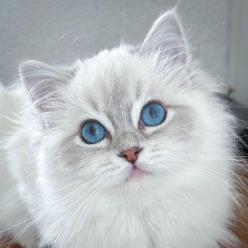 chaton Ragdoll blue tabby point mitted The Witcher Cirilla Fiona Elen Riannon Trycoline’s