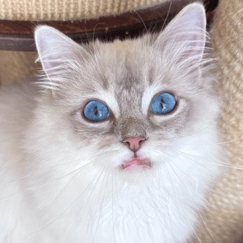 chaton Ragdoll blue tabby point mitted The Witcher Cirilla Fiona Elen Riannon Trycoline’s