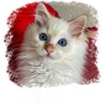 chaton Ragdoll red tabby Ultimate Hassan Dobby Trycoline’s