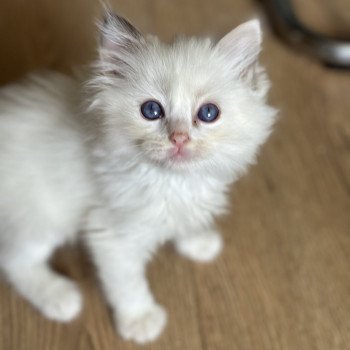 chaton Ragdoll seal tortie point bicolor Ultimate Becca Gallagher Trycoline’s