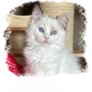 chaton Ragdoll chocolate tortie point bicolor Ultimate Becca Gallagher Trycoline’s