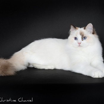 chat Ragdoll chocolate tortie point bicolor Ultimate Becca Gallagher Trycoline’s