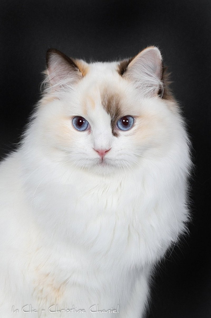 Trycoline’s Ultimate Becca Gallagher Femelle Ragdoll