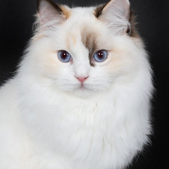 Trycoline’s Ultimate Becca Gallagher Femelle Ragdoll