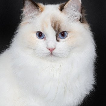 chat Ragdoll chocolate tortie point bicolor Ultimate Becca Gallagher Trycoline’s