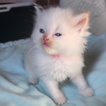 chaton Ragdoll seal tortie point bicolor Trycoline’s chaton Ragdoll seal tortie point bicolor Trycoline’s
