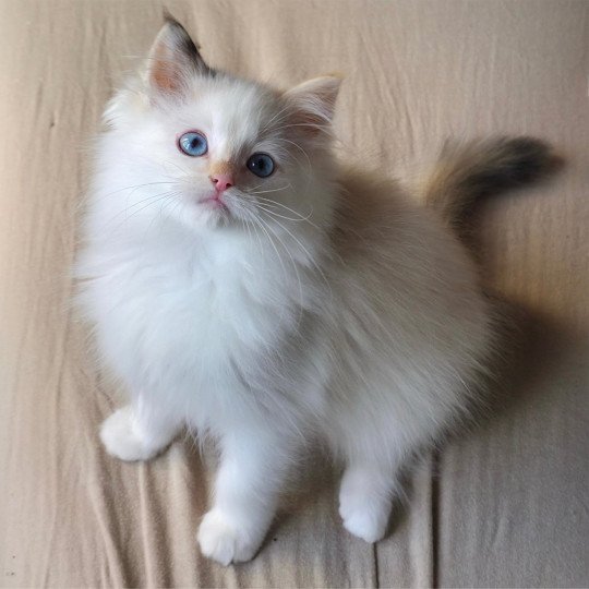 Trycoline’s Aslania Nordika Femelle Ragdoll