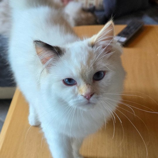 Trycoline’s Aslania Nordika Femelle Ragdoll