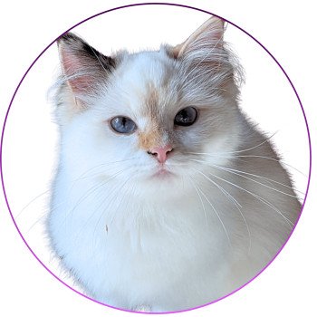 chat Ragdoll seal tortie point bicolor Aslania Nordika Trycoline’s chat Ragdoll seal tortie point bicolor Aslania Nordika Trycoline’s
