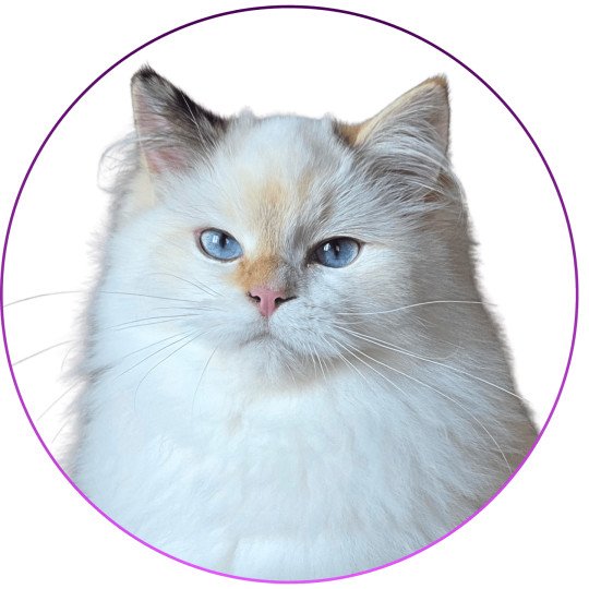 Trycoline’s Aslania Nordika Femelle Ragdoll