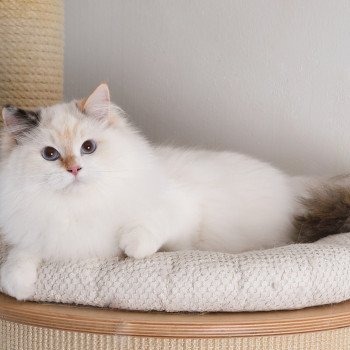 chat Ragdoll seal tortie point bicolor Aslania Nordika Trycoline’s