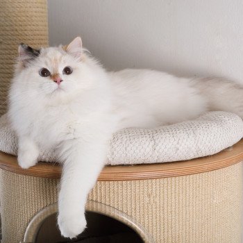 chat Ragdoll seal tortie point bicolor Aslania Nordika Trycoline’s
