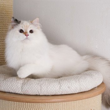 chat Ragdoll seal tortie point bicolor Aslania Nordika Trycoline’s