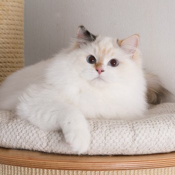 chat Ragdoll seal tortie point bicolor Aslania Nordika Trycoline’s