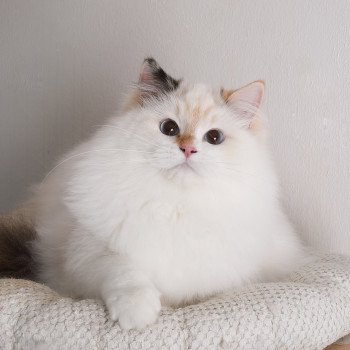 chat Ragdoll seal tortie point bicolor Aslania Nordika Trycoline’s