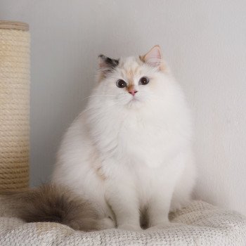 chat Ragdoll seal tortie point bicolor Aslania Nordika Trycoline’s