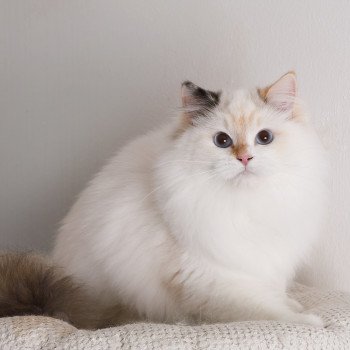 chat Ragdoll seal tortie point bicolor Aslania Nordika Trycoline’s