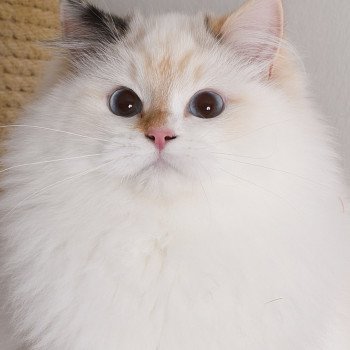 chat Ragdoll seal tortie point bicolor Aslania Nordika Trycoline’s