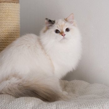 chat Ragdoll seal tortie point bicolor Aslania Nordika Trycoline’s
