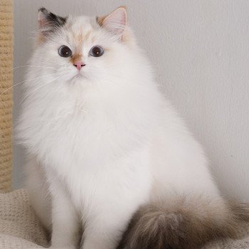 chat Ragdoll seal tortie point bicolor Aslania Nordika Trycoline’s