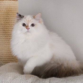 chat Ragdoll seal tortie point bicolor Aslania Nordika Trycoline’s