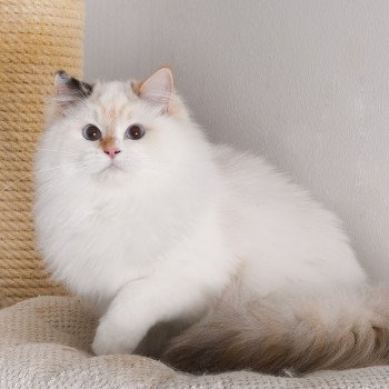 chat Ragdoll seal tortie point bicolor Aslania Nordika Trycoline’s