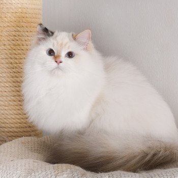 chat Ragdoll seal tortie point bicolor Aslania Nordika Trycoline’s