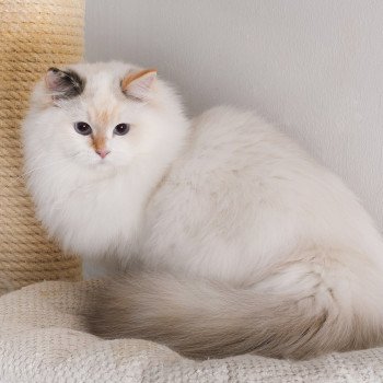 chat Ragdoll seal tortie point bicolor Aslania Nordika Trycoline’s