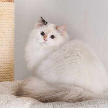 chat Ragdoll seal tortie point bicolor Aslania Nordika Trycoline’s