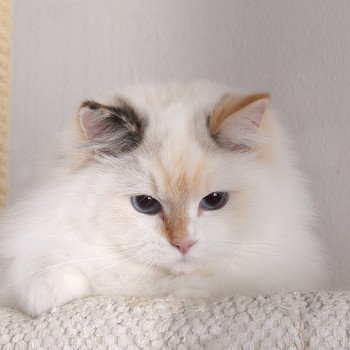 chat Ragdoll seal tortie point bicolor Aslania Nordika Trycoline’s