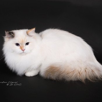 chat Ragdoll seal tortie point bicolor Aslania Nordika Trycoline’s
