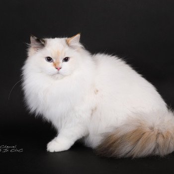chat Ragdoll seal tortie point bicolor Aslania Nordika Trycoline’s