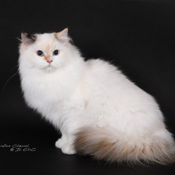 chat Ragdoll seal tortie point bicolor Aslania Nordika Trycoline’s