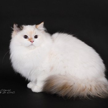 chat Ragdoll seal tortie point bicolor Aslania Nordika Trycoline’s