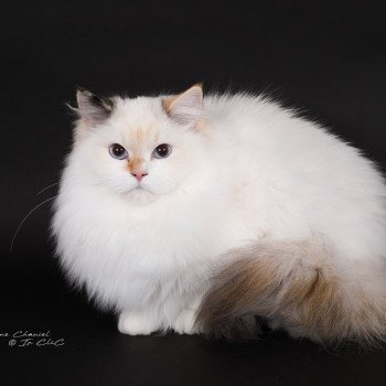 chat Ragdoll seal tortie point bicolor Aslania Nordika Trycoline’s